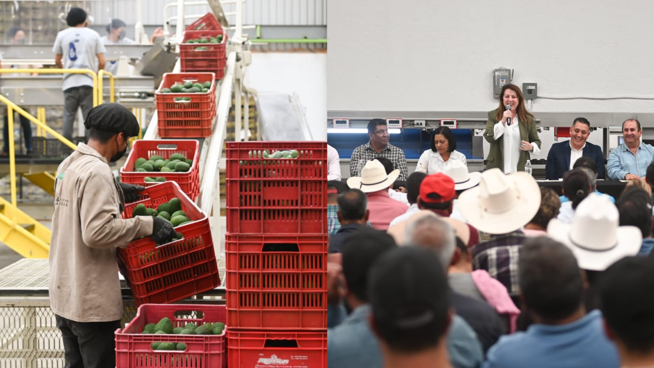 aguacate morelos usa