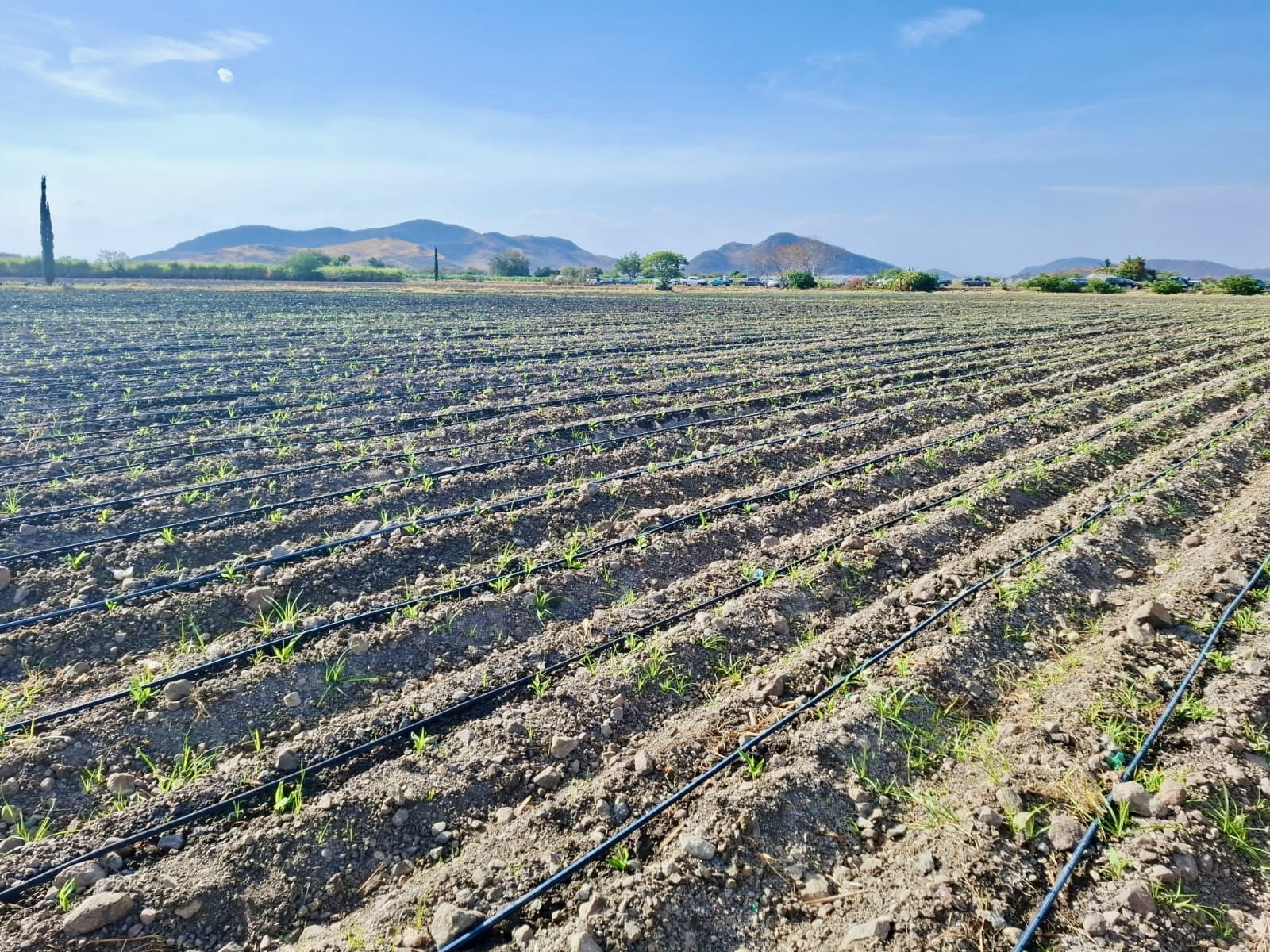 tecnificacion riego morelos